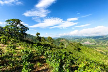 Sabahları blue sky adlı bir kahve saç ekimi bitkilerle kahve Manizales, Kolombiya yakınındaki. 