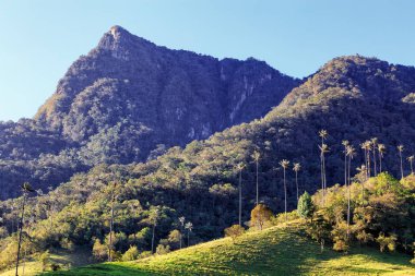Balmumu palms Finca La Montana: Salento, Kolombiya yakınındaki önünde.