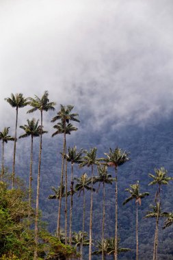 Balmumu bulutlar haddeleme karşı palms: Salento, Kolombiya Cocora Vadisi'nde yakınındaki.