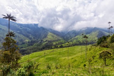 Balmumu Palms: Salento, Kolombiya yakınındaki Cocora Vadisi'nde.