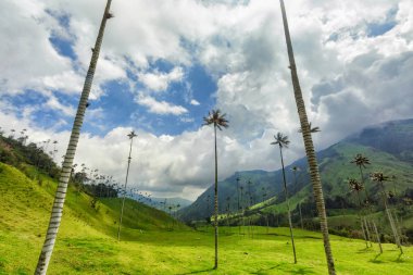 Balmumu Palms: Salento, Kolombiya yakınındaki Cocora Vadisi'nde. 