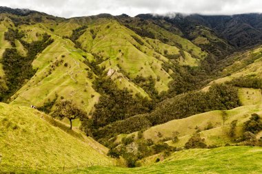 Bir vadi: Salento, Kolombiya dışında inek çayırında. 