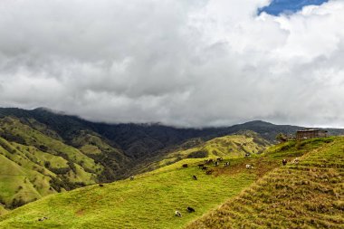 : Salento, Kolombiya dışında dağlarda bir sırt üstünde otlayan inekler. 
