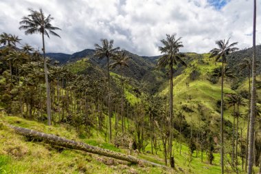 Bir balmumu palm ormanda bir otlak: Tolima, Colombia. 