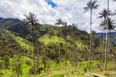 Manzaralı bir balmumu palm ormanın: Tolima, Colombia.