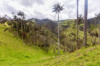 Uzun boylu balmumu avuç içi mera: Tolima, Colombia iniş. 