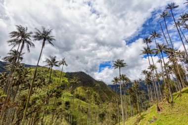 Balmumu avuç içi yüksek: Tolima, Colombia göğe yükselişi..