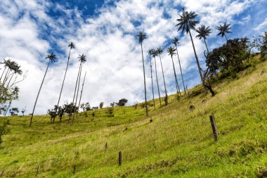 Eski bir çit ile balmumu avuç içi mera arazi: Tolima, Colombia.