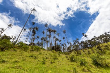Balmumu yüksek mavi gökyüzü ve bulutlar: Salento, Kolombiya yakınındaki yükselen avuç içi. 