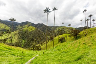 Yeşil otlaklar ve balmumu avuç içi: Tolima, Colombia. 