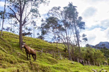 Yalnız bir atı and hinterland: Tolima, Colombia. 