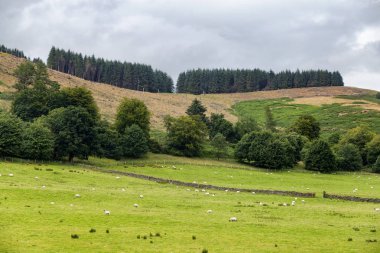 Crieff, İskoçya, Birleşik Krallık dışında koyun çiftliği. 