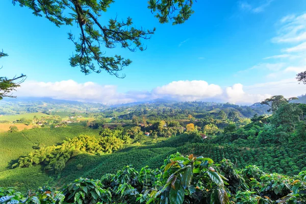 Ragyogó Kék Képe Coffee Plantation Közelében Kolumbiai Kávé Háromszög Manizales — Stock Fotó