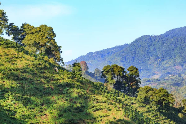 Zkučícím Pohled Kávové Plantáže Poblíž Manizales Kávě Trojúhelník Kolumbii — Stock fotografie