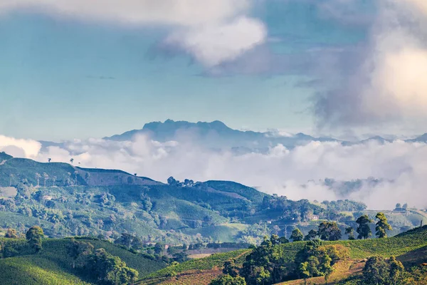 Wcześnie Rano Niebieskie Światło Uderza Plantacji Kawy Pobliżu Manizales Kolumbii — Zdjęcie stockowe