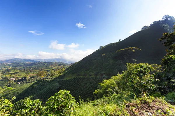 Ranní Pohled Kávové Plantáže Poblíž Manizales Kávě Trojúhelník Kolumbii — Stock fotografie