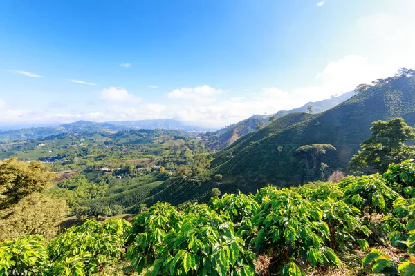 Pohled Krajinu Údolí Plné Kávové Plantáže Poblíž Manizales Kolumbie — Stock fotografie