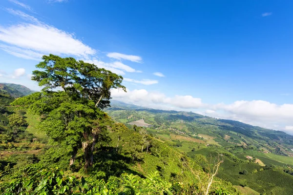 A large tree stands alone among coffee plants at a coffee plantation near Manizales, Colombia.
