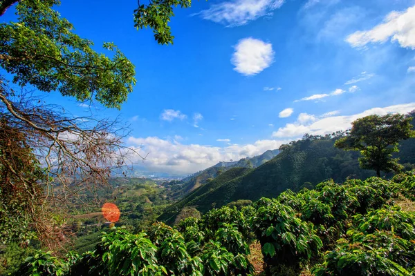 Piękne Błękitne Niebo Nad Plantacji Kawy Trójkącie Kawy Kolumbii — Zdjęcie stockowe