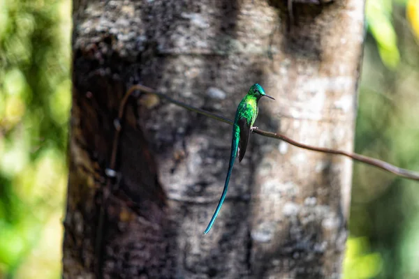 Brilantní Smaragdové Kolibřík Acaime Kolibřík Útočiště Okraji Los Nevados Národního — Stock fotografie