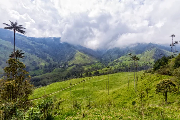 Palmeiras Cera Vale Cocora Perto Salento Colômbia — Fotografia de Stock