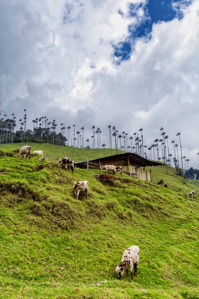 Potrtrait View Cows Grazing Cocora Valley Salento Colombia — Stock Photo, Image