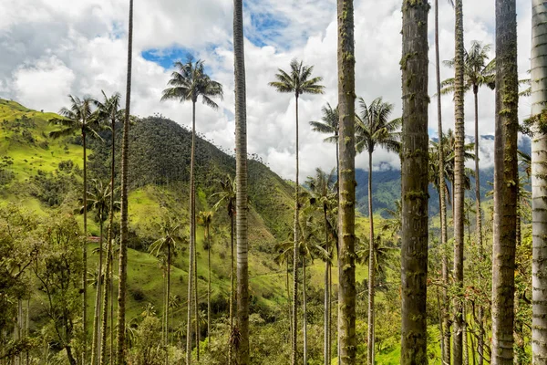 Wax palm forest in the mountains outside of Salento, Colombia.