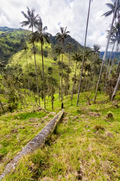 Portrait View Wax Palm Decomposing Ground Other Wax Palms Tolima — Stock Photo, Image