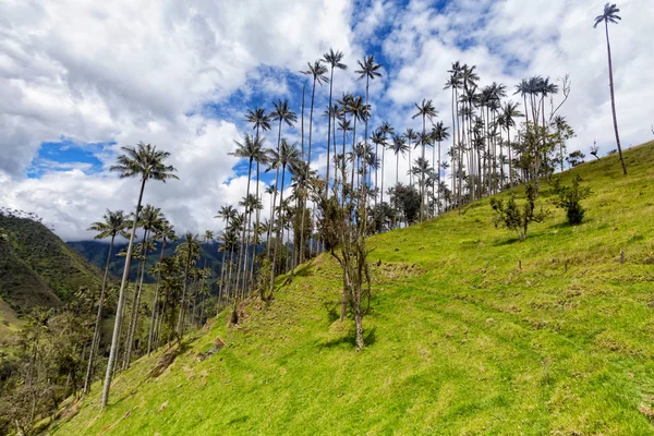 Mavi gökyüzü sonları balmumu avuç: Tolima, Colombia mera arazi üzerinde. 