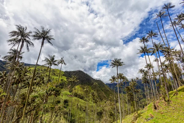 Palmeras Cera Elevan Alto Cielo Tolima Colombia — Foto de Stock