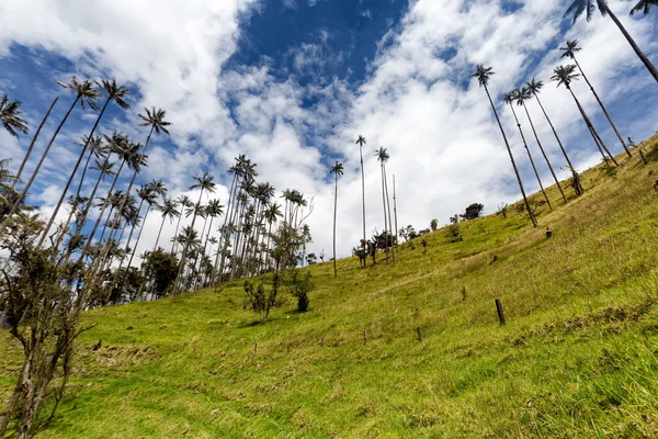 Kék Viasz Pálmák Legelő Föld Tolima Kolumbia — Stock Fotó