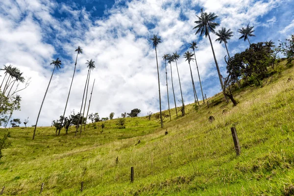 Uma Cerca Velha Com Palmeiras Cera Pastagens Tolima Colômbia — Fotografia de Stock