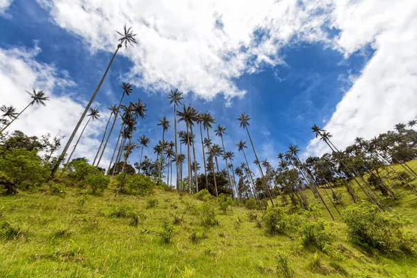 Balmumu yüksek mavi gökyüzü ve bulutlar: Salento, Kolombiya yakınındaki yükselen avuç içi. 
