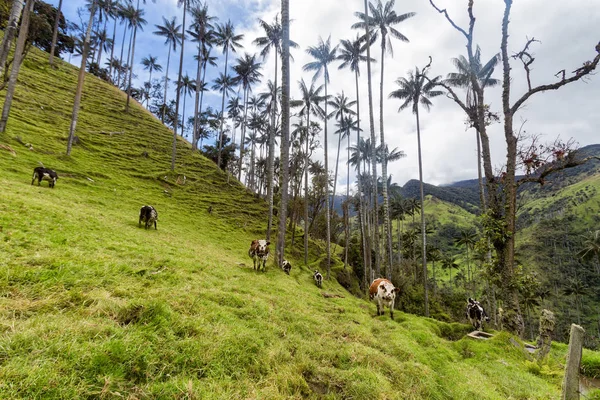 Tehenek Legelnek Vidéki Legelő Között Viasz Palms Kolumbiában Tolima — Stock Fotó