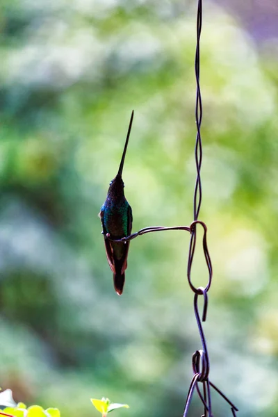 Colibrì Dal Becco Lungo Che Posa Filo Vicino Salento Colombia — Foto Stock