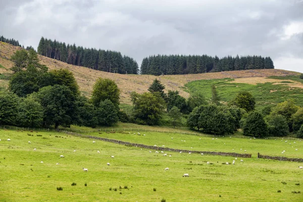 Granja Ovejas Fuera Crieff Escocia Reino Unido — Foto de Stock