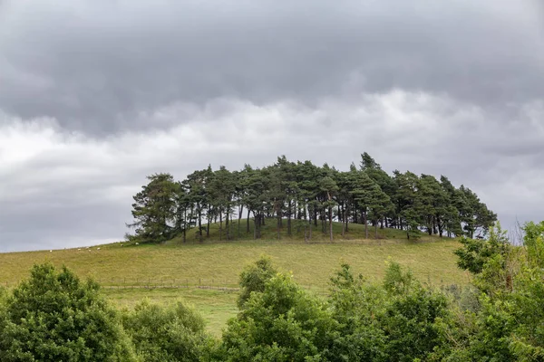 Trees Stand Atop Hill Surrounded Tiny Sheep Crieff Scotland — Stock Photo, Image