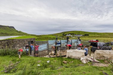 Waterstein, İskoçya - 2 Ağustos: Isle of Skye Waterstein, İskoçya üzerinde 2 Ağustos 2016'da kimliği belirsiz erkek dik koyun.