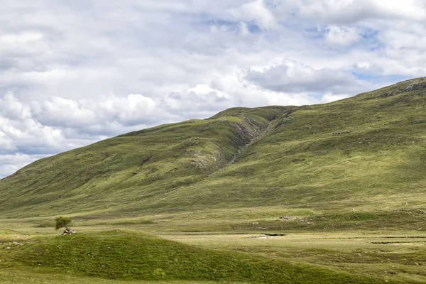 Árbol Solitario Entre Paisaje Árido Cerca Batalla Glen Shiel Sitio — Foto de Stock