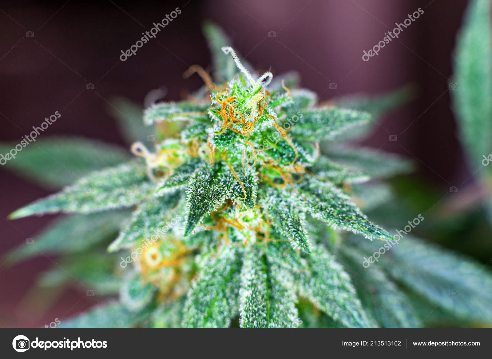 Macro Photograph Untrimmed Medical Marijuana Flower Showing
