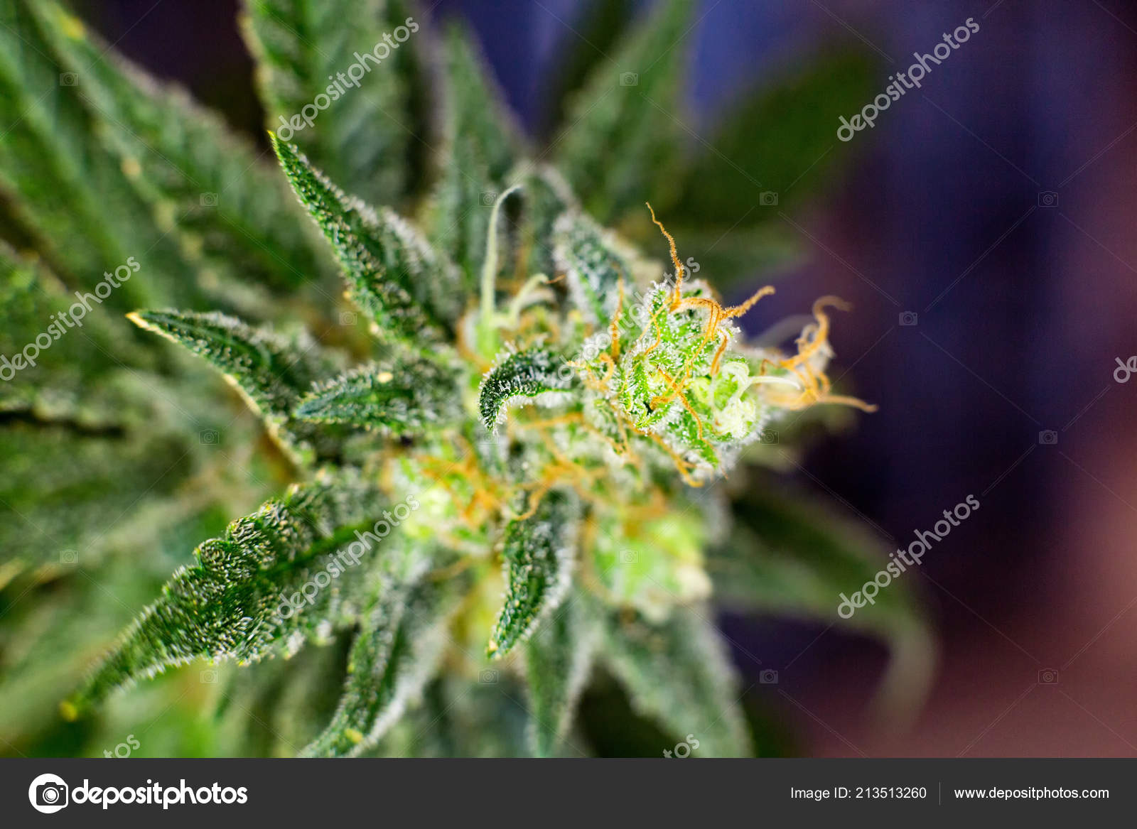 Macro Photograph Untrimmed Medical Marijuana Flower Showing