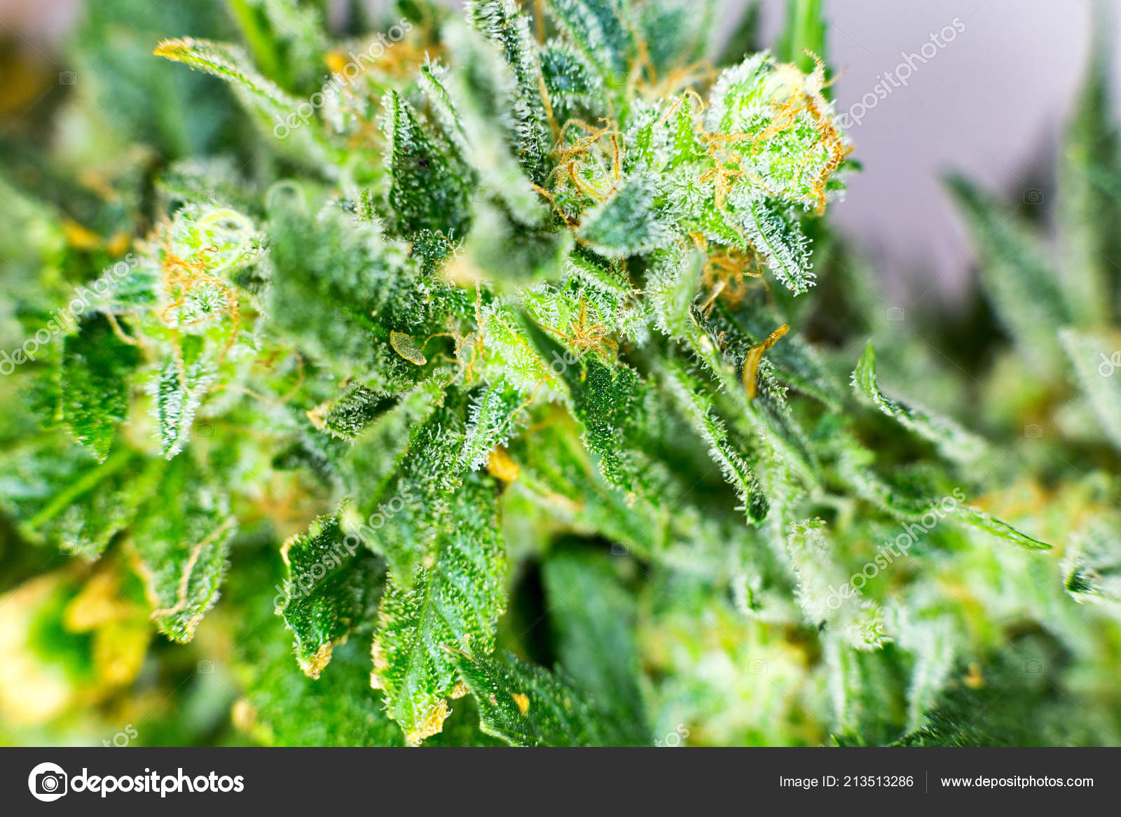 Macro Photograph Untrimmed Medical Marijuana Flower Showing