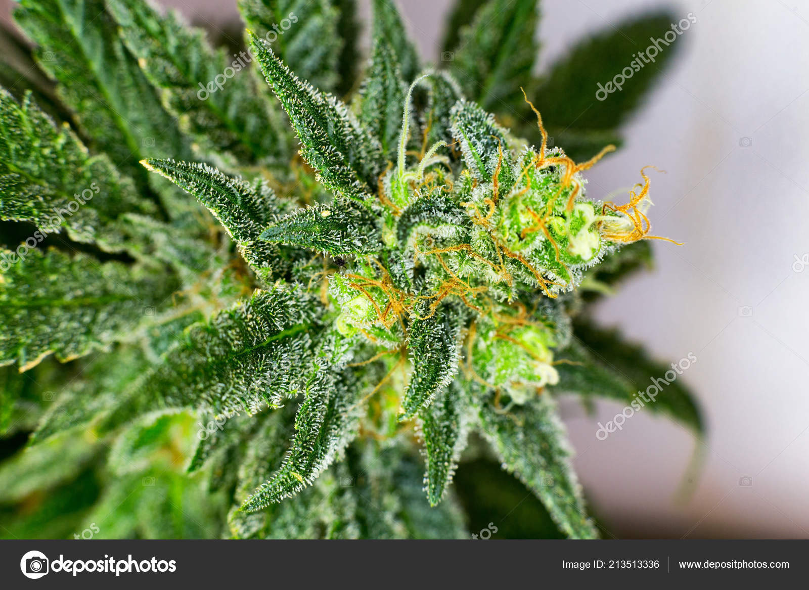 Macro Photograph Untrimmed Medical Marijuana Flower Showing
