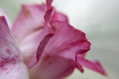 Pembe bir çiçeğin makrosu