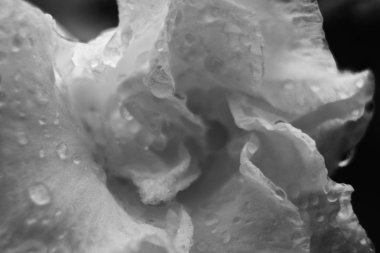 Beyaz gül erken şafak çiy solmayan.