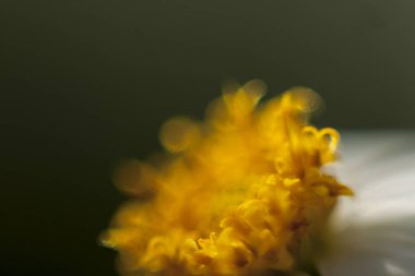 Odaklanmamış sarı çiçek makro.