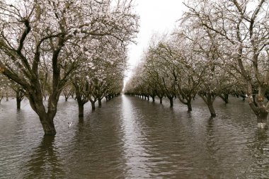 Chico, California - Şubat 20: Bir atmosferik nehir aşırı hava olay Sacramento Nehri Chico, California'da 20 Şubat 2017 üzerinde tarım arazileri sel neden olur.
