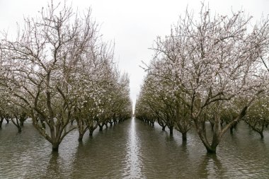 Chico, California - Şubat 20: Bir atmosferik nehir aşırı hava olay Sacramento Nehri Chico, California'da 20 Şubat 2017 üzerinde tarım arazileri sel neden olur.