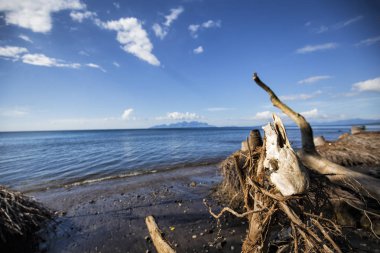 Bir inek kafatası kökleri Maumere yakınındaki plajda Endonezya Flores adasında oturur. 
