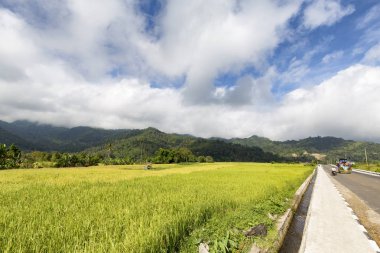 Moni, Doğu Nusa Tenggara Endonezya yakınındaki bir yol ve pirinç alanlarının son derece tipik bir görünüm. 
